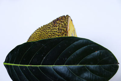 leaf
