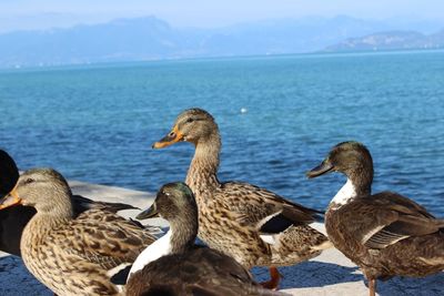 Ducks on a lake