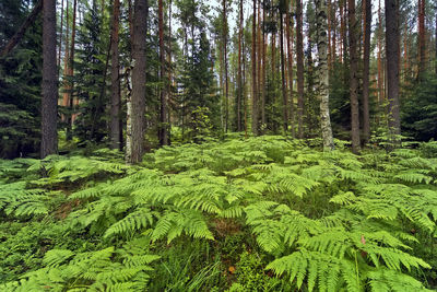 Pine trees in forest