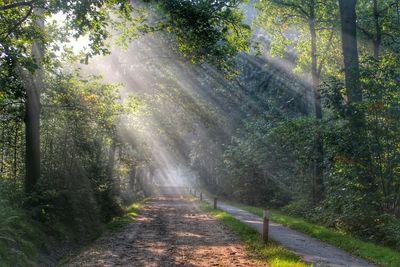 Road passing through forest