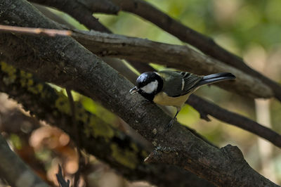 Close-up of bird perching on branch