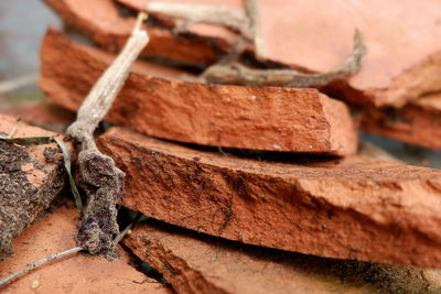 Close-up of lizard on wood