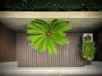 High angle view of potted plant in yard