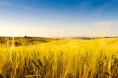 Scenic view of wheat field against sky