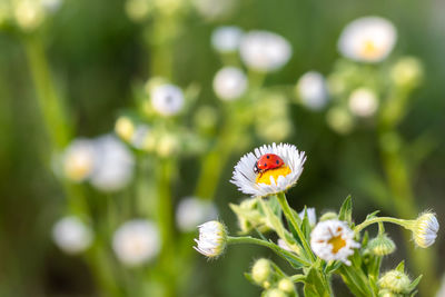 Red-black ladybug on a white chamomile on a blurred background. place for an inscription. 