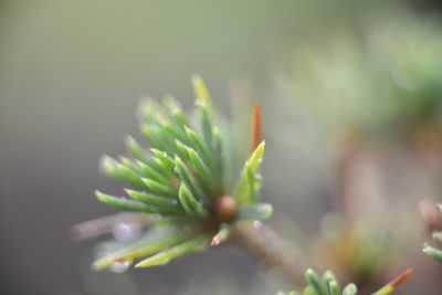 Close-up of flower bud