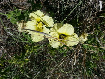 Close-up of white flowers blooming in field