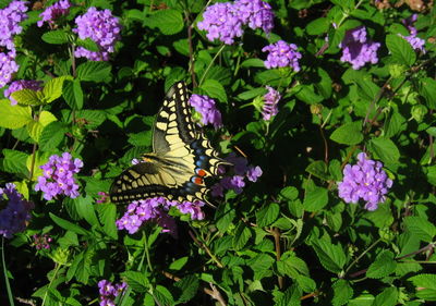 High angle view butterfly on purple flowers