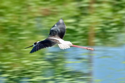 Bird flying over lake