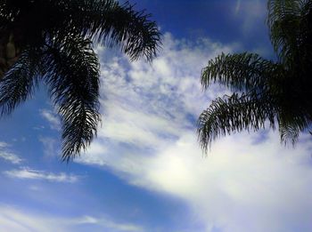 Low angle view of palm trees against cloudy sky