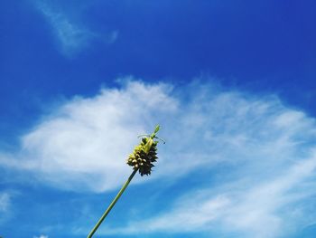 Low angle view of flowering plant against blue sky