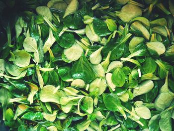 Full frame shot of green leaves