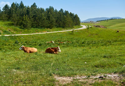 Sheep in a field