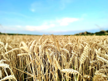 Scenic view of wheat field against sky