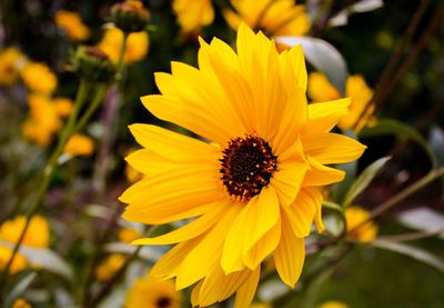 Close-up of yellow flower