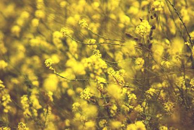 Close-up of yellow flowers