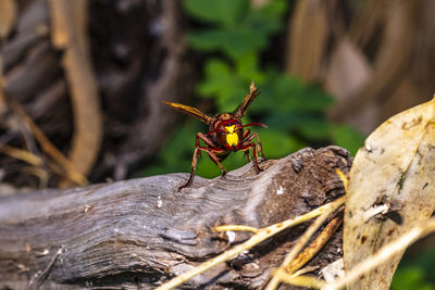 Close-up of insect on wood