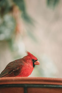 Close-up of bird perching on railing