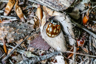 High angle view of insect on dry land