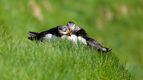 Close-up of puffins on grass