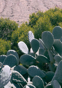 High angle view of succulent plants growing on field