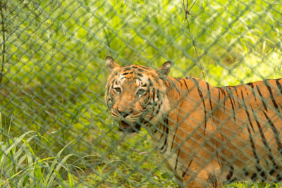 Close-up portrait of giraffe