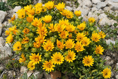 High angle view of yellow flowering plants on field