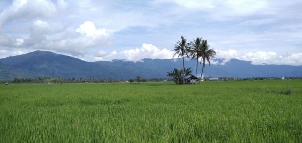 Scenic view of agricultural field against sky