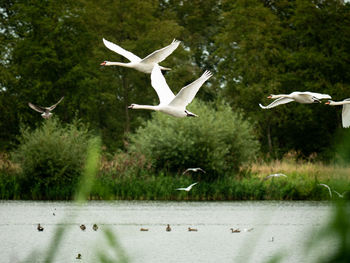 Seagulls flying over lake