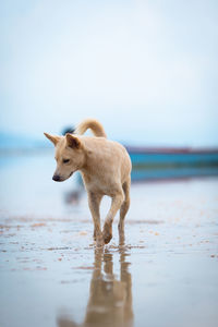 Dog standing in a water