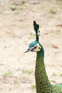 Close-up of peacock