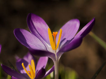 Close-up of purple crocus flower