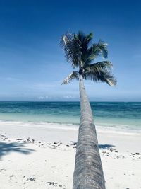 Palm tree by sea against sky