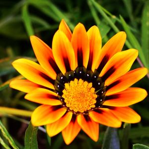 Close-up of yellow flower