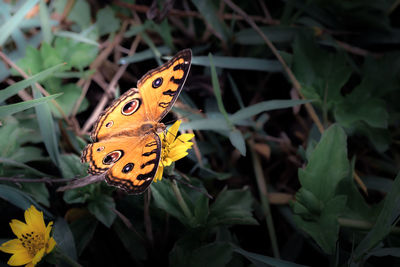 Close-up of butterfly on orange leaf