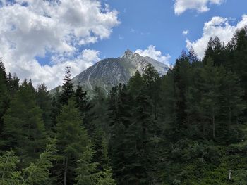 Pine trees in forest against sky