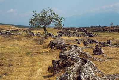 Ancient stone aqueduct in hieropolis the wood summer the weather in turkey pamukkale