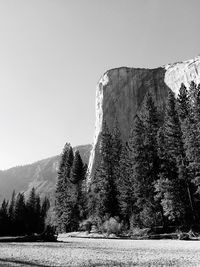 Trees on landscape against clear sky