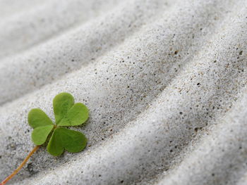 Close-up of clover leaf on stone