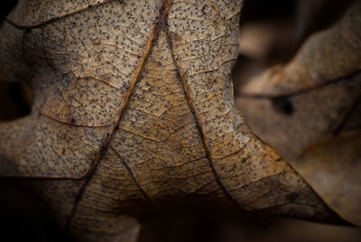 Close-up of maple leaves during autumn