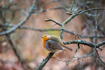 Close-up of robin bird perching on branch