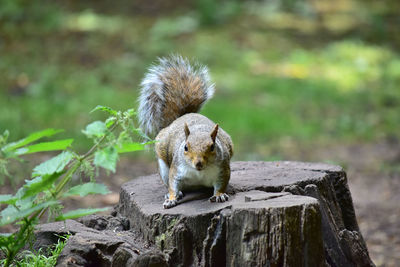 Squirrel on tree stump at park