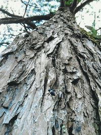 Low angle view of tree trunk