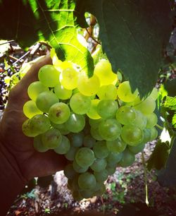 Close-up of grapes growing on tree