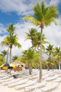 Palm trees on beach against sky