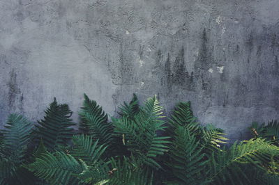 Ferns growing against concrete wall