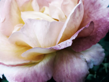 Close-up of pink rose flower