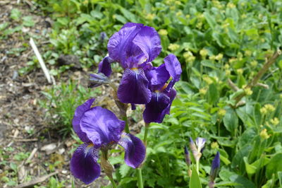 Close-up of purple flowers blooming outdoors