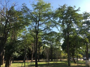 Trees in forest