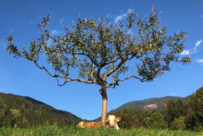 Tree by mountain against sky